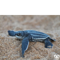 گونه لاکپشت چرمی Leatherback Turtle